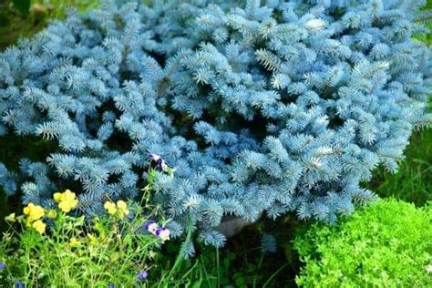 15 Dwarf Conifers Ideal For Your Garden - Simplify Gardening