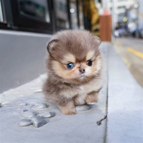 Jorro - Merle Pomeranian Male - Mini Teacup Puppies, INC