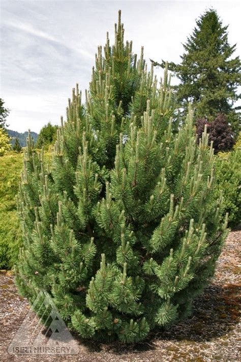 Tannenbaum Mugo Pine - Pahl's Market - Apple Valley, MN