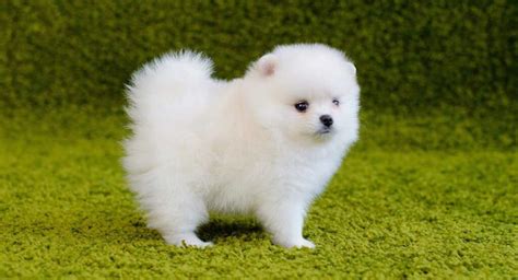 All You Need To Know About The Poms | Pomeranian breed, Pomeranian dog, Pomeranian puppy