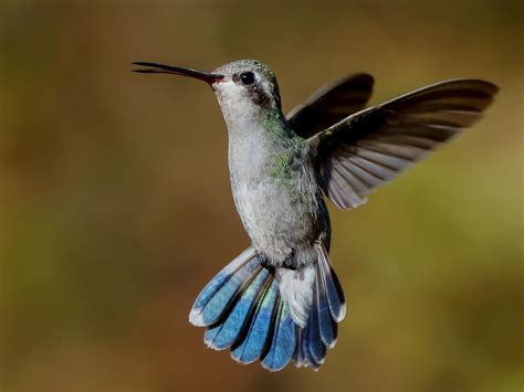 Colibrí Pico Ancho | Celebrate Urban Birds