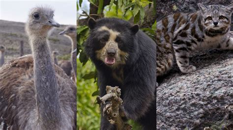 ¿Cuáles son los animales amenazados de Perú que aparecen en la moneda de 1 sol?