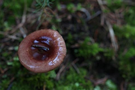 Wild Brown Mushroom Free Stock Photo - Public Domain Pictures