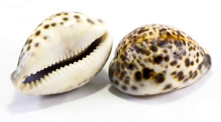 Spiritual Meaning of Cowrie Shells (+ 7 Ways to Use Them For Protection ...