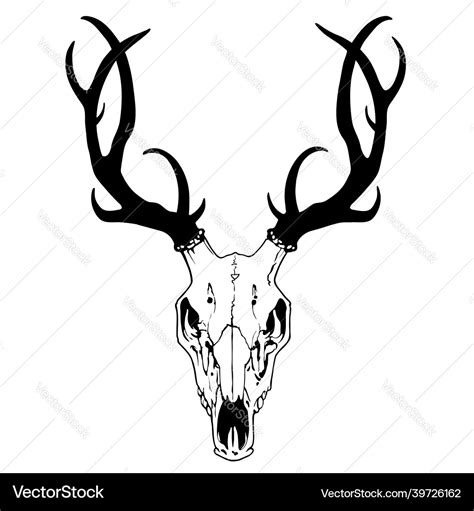 Drawing of a deer skull with antlers on a white Vector Image