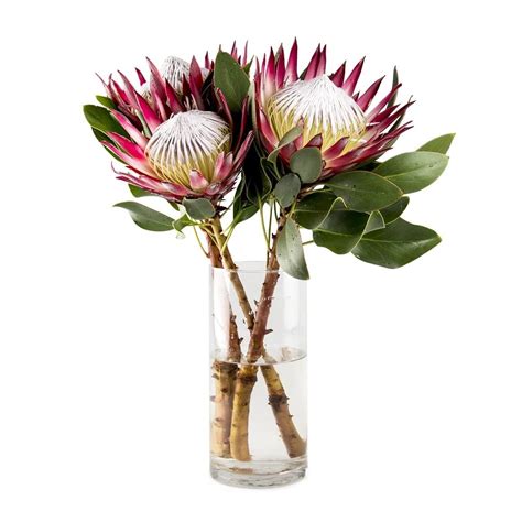 Awesome Protea Flower Uses 15+