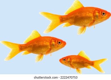 14,278 Cold Freshwater Fish Images, Stock Photos & Vectors | Shutterstock