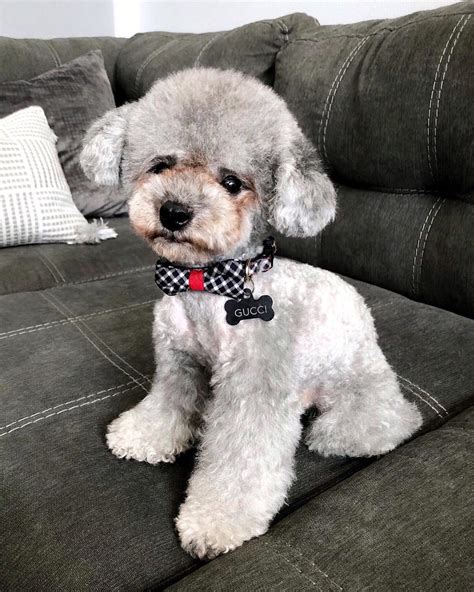 The most adorable poodle haircut you have ever seen. : r/aww