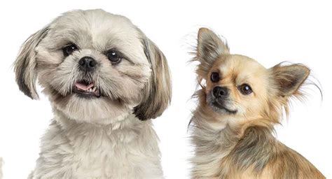 Shih Tzu Chihuahua Mix - Is This A Good Family Dog?