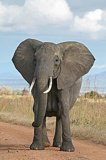 African elephant - Wikipedia