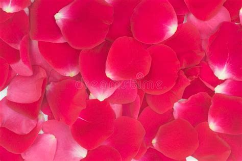 Red rose petals background stock image. Image of delicate - 94215905