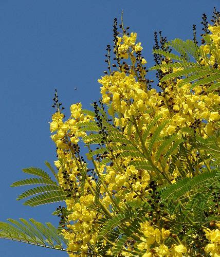 Schizolobium parahyba - Guapuruvu (tree) | Flower decorations ...