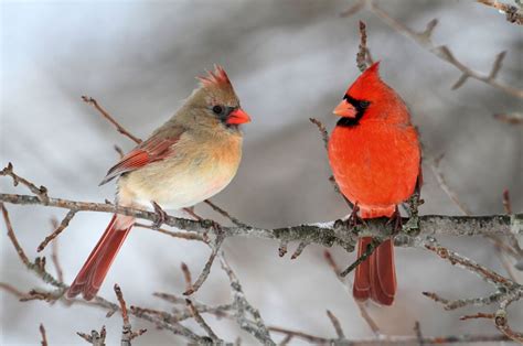 How Do Birds Survive Storms and Other Harsh Weather? | Tufts Now