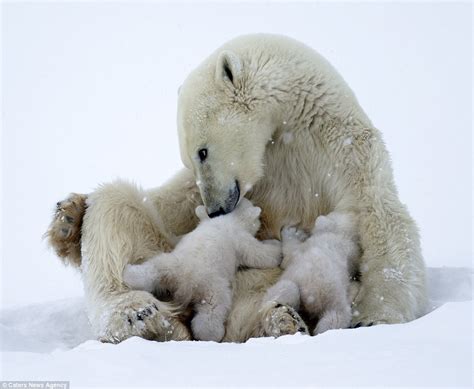 Adorable polar bears cubs clamber on mom in Canada | Daily Mail Online