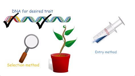 Genetically Modified Crops Process