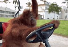 Orangutan Driving Leisurely GIF | GIFDB.com