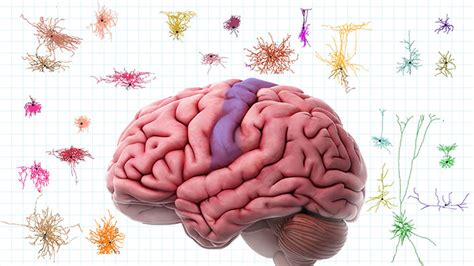 First Comprehensive Census of Cell Types in Brain Area Controlling Movement – NIH Director's Blog