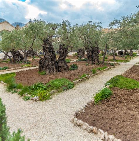 Gethsemane Garden at Mount of Olives, Jerusalem, Israel Stock Image ...