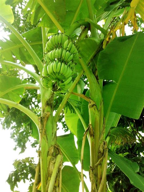 Musa paradisiaca - Acacia LLC