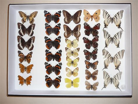 File:Butterfly collection.jpg