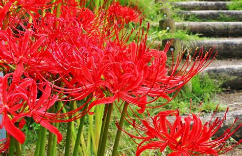 Red spider lily: How to grow and care for this enchanting fall-blooming ...