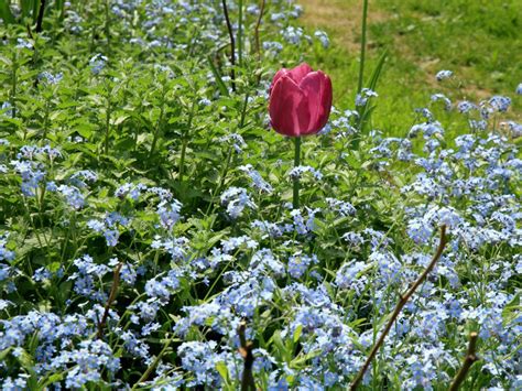 Memorial Planting Ideas – Choosing Plants For A Memorial Garden ...