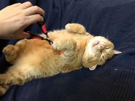 SAT. From Stray to Snooze: The Heartwarming Tale of Fuxiang, the Chubby ...