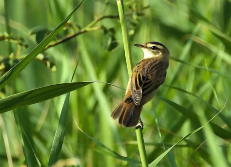 Gratis Afbeeldingen : natuur, gras, prairie, bloem, wildlife, groen, bek, insect, klein, flora ...