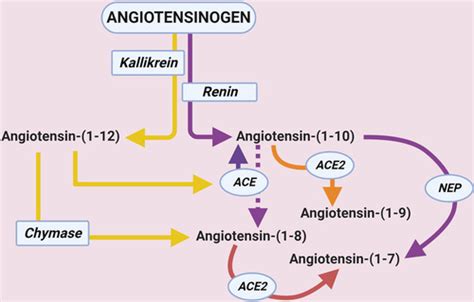 Angiotensin (1–12) in Humans With Normal Blood Pressure and Primary Hypertension | Hypertension