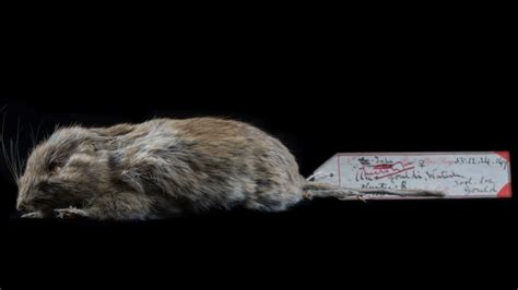 ‘Extinct’ native Gould’s mouse found living on Western Australian island | KidsNews