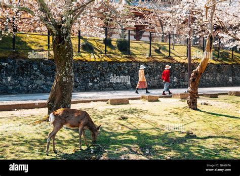 Nara park, deer with spring cherry blossoms in Nara, Japan Stock Photo ...