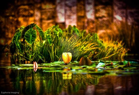 Nuphar Lutea by euphoria-imaging on DeviantArt