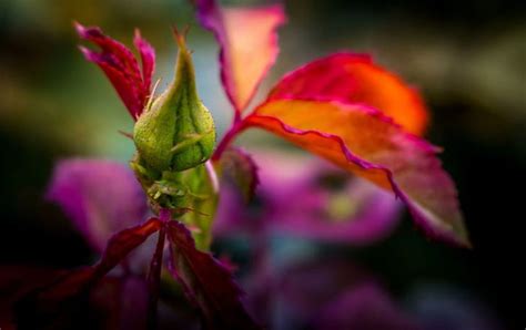 720P Free download | Rose bud, rose, bud, colors of nature, beautiful, nature, splendor HD ...