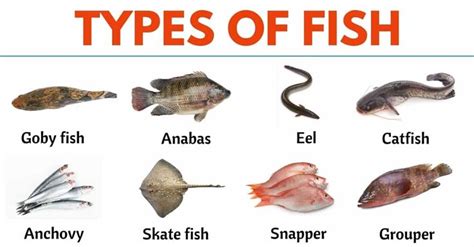 Is a Fish an Animal