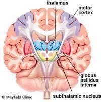 Subthalamus Medical Care Services in Faridabad, Parkinsonindia | ID: 8016661073