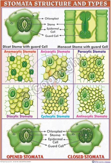 Victory Graphik | B-87 Stomata – Structure and Classification ...