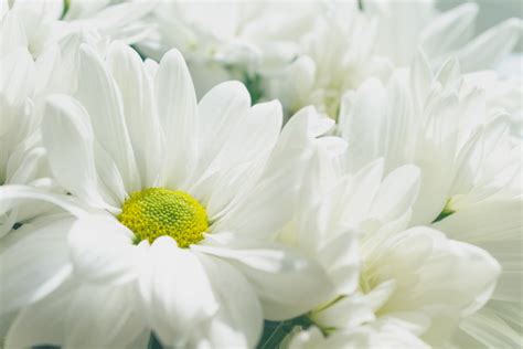 500+ White Flowers Pictures | Download Free Images on Unsplash