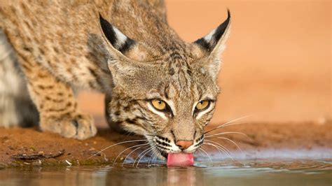 South Texas Animals at a pond on a hot Day - including a Bobcat | Texas ...