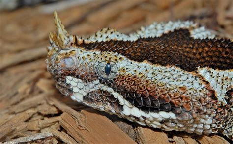 Bitis nasicornis (Rhinoceros adder) (Rhinoceros viper)