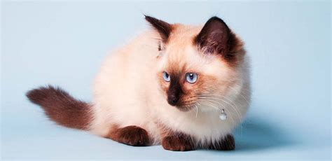 Chocolate Ragdoll Cat