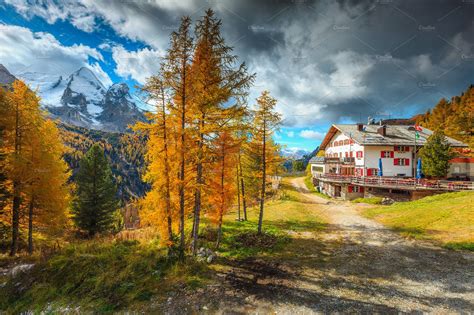 Yellow pine trees in mountains | Nature Stock Photos ~ Creative Market