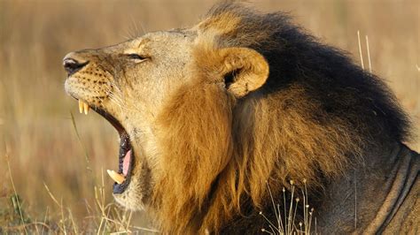 An expedition in Ethiopia just turned up a huge, hidden population of lions — Quartz Africa