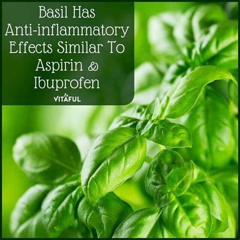 basil has anti-inflammatory effects #plantbased #health | Basil health ...