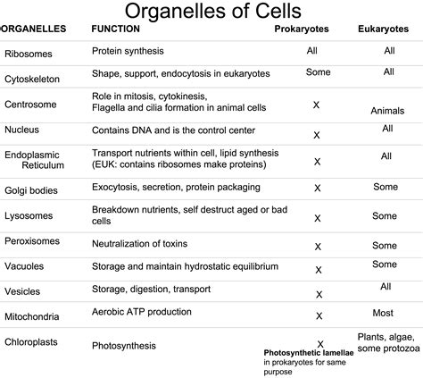 Organelle with Its Function - Bing Images | Organelles functions, Prokaryotes, Organelles