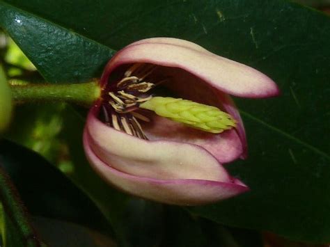 Michelia figo | Banana Shrub | Port Wine Magnolia | Magnolia figo | 5 Seeds