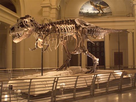 Sue The T. Rex Is Making Big Moves With Her Big Bones | NPR & Houston ...