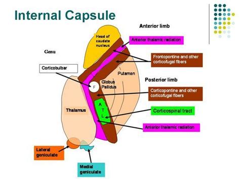 Image result for internal capsule brain 3d | Human anatomy and physiology, Nervous system ...