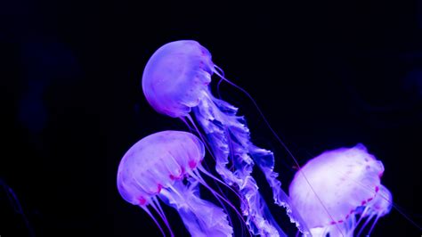 Live Jellyfish Wallpapers - 4k, HD Live Jellyfish Backgrounds on WallpaperBat