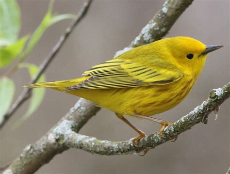 Yellow warbler - song / call / voice / sound.