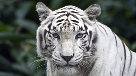 animals, Tiger, Singapore, White Wallpapers HD / Desktop and Mobile ...